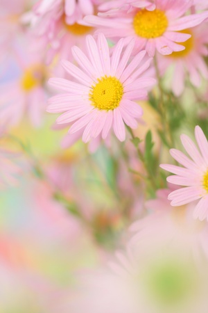 Close-up of pink chamomileの写真素材