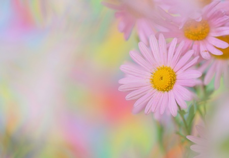 Close-up of pink chamomileの写真素材