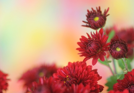 Close-up of   chrysanthemum flowerの写真素材