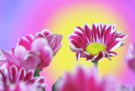 Close-up of   chrysanthemum flowerの写真素材