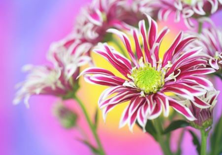 Close-up of   chrysanthemum flowerの写真素材