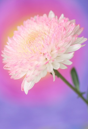 Close-up of   chrysanthemum flowerの写真素材