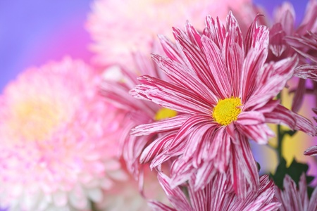 Close-up of   chrysanthemum flowerの写真素材
