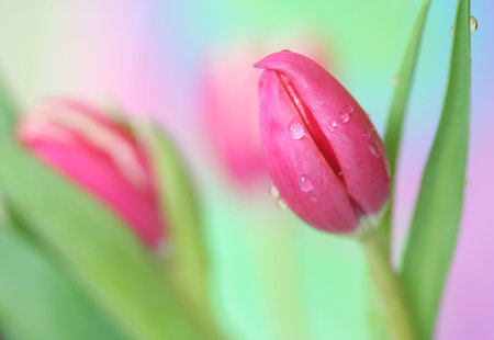 Close-up of   tulips