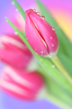 Close-up of   tulipsの写真素材