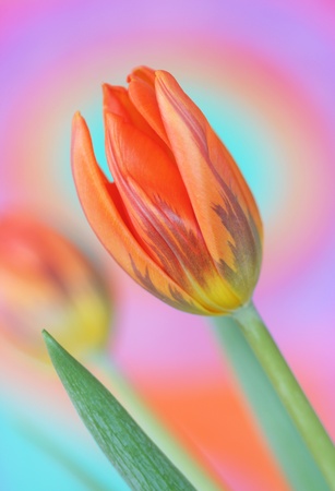 Close-up of   tulipsの写真素材