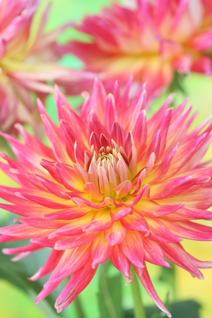 Close-up of pink dahliaの写真素材