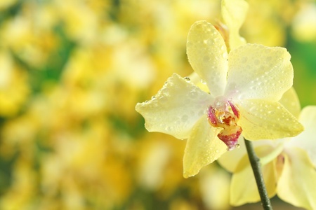 Close-up of orchidの写真素材