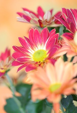 Close-up of chrysanthemum flower;の写真素材