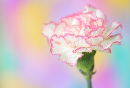 Close-up of  carnationの写真素材