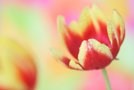 Close-up of   tulipsの写真素材