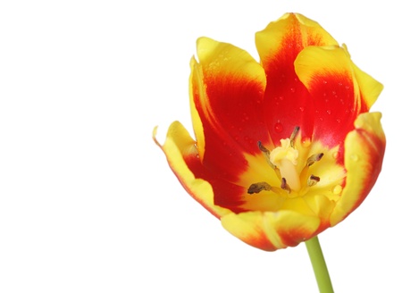 Close-up of   tulip isolated on white backgroundの写真素材