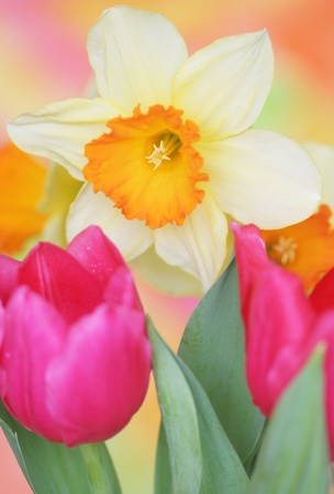 Close-up of  spring daffodilの写真素材