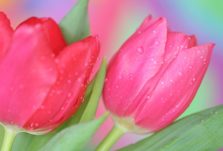 Close-up of   tulipsの写真素材