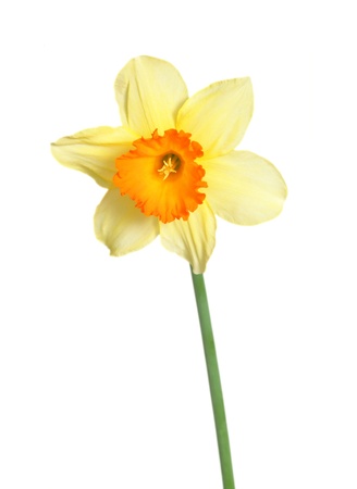 Close-up of Daffodil isolated on white backgroundの写真素材