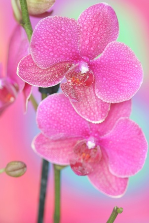 Close-up of orchidの写真素材