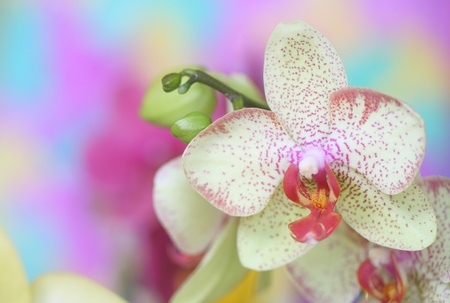 Close-up of orchidの写真素材