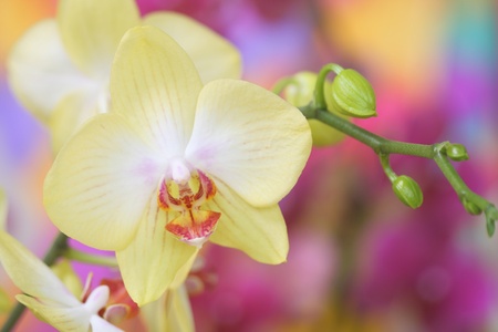 Close-up of orchidの写真素材