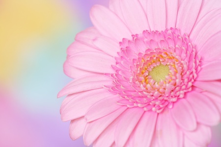 Close-up of pink gerbera on colorful backgroundの写真素材
