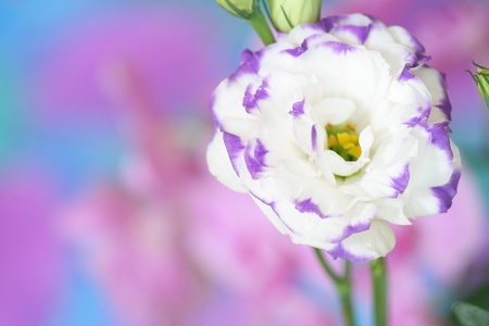 Close-up of  lisianthus flower on bright backgroundの写真素材