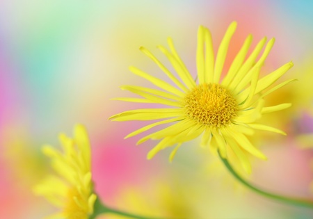 Close-up of  yellow daisy flowerの写真素材