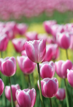 Close-up of   tulipsの写真素材