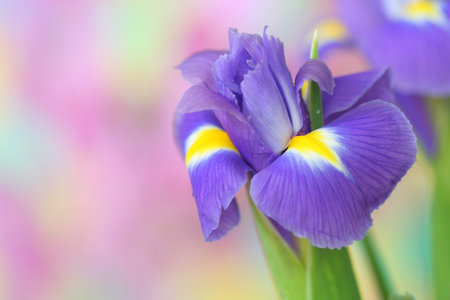 Close-up of  iris flower
