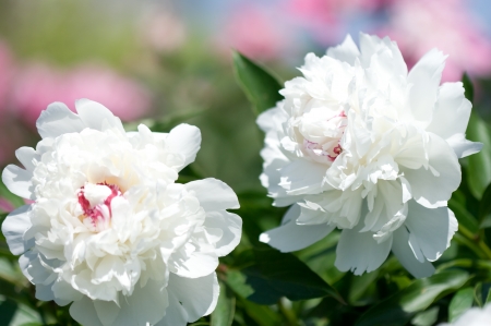 Close-up of white peonyの写真素材