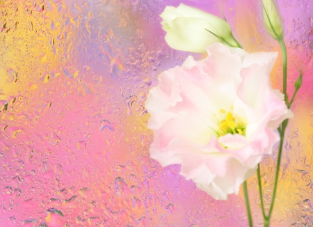 Close-up of eustoma flower under wet glass  Spring background の写真素材