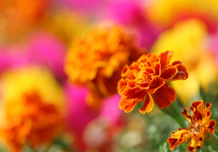 Close up of tagetes flower.Summer background.の写真素材