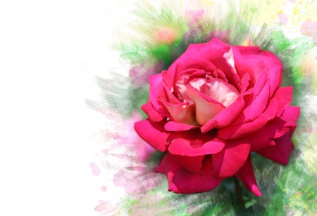Close-up of garden rose.Watercolor effect.の写真素材