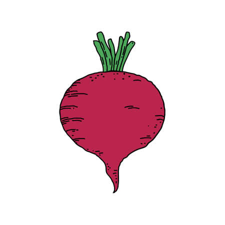 Beet in doodle styleのイラスト素材