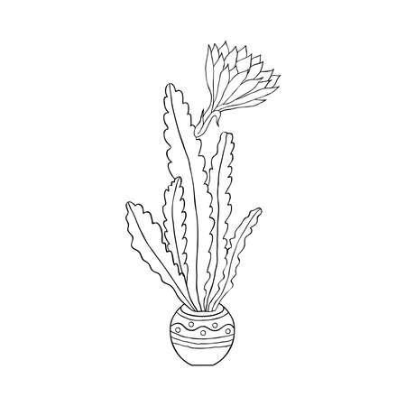 Cactus in doodle styleのイラスト素材