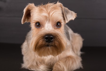 Closeup Yorkshire Terrier Dog Standing on Black Mirror backgroundの写真素材
