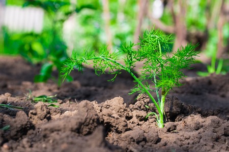 Dill herb growing in the garden for background useの写真素材