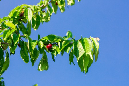 Red and sweet cherries on a branch just before harvest in early summerの写真素材