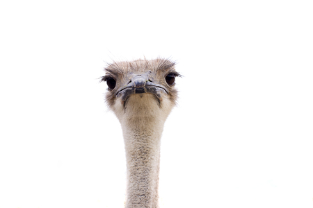 ostrich female head isolatedの写真素材