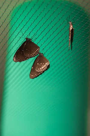 Closeup butterfly on flower. Common tiger butterfly.の写真素材