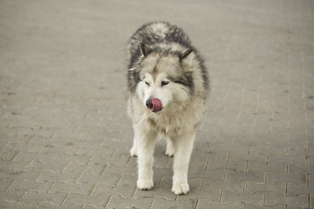 dog siberian hasky on winterの写真素材
