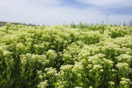 Beautiful summer landscapeの写真素材