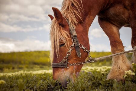 horse at sunset outside. The Mare in the pasture. The bridle on the horse's head. Horse eat grassの写真素材