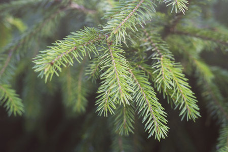 Fir branches spruce. Close up. Fluffy Christmas tree.