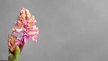 Pink and orange hyacinth on grey background. Banner.