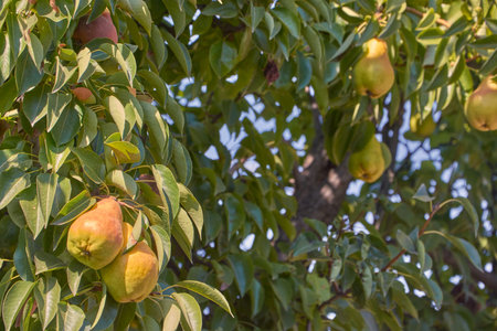 Pears yellow on a tree. Pear fruit on the tree in the fruit garden. Pears at a tree - close-up.