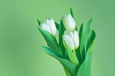 White tulips on a green background. Copy space.の写真素材