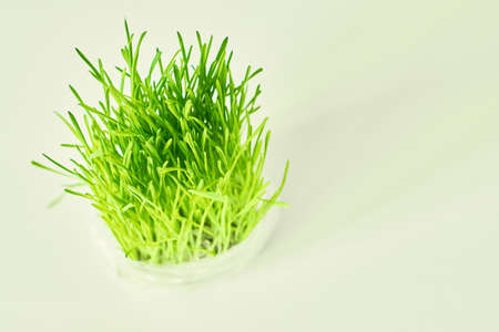 Germinated seeds oats on white background.の写真素材