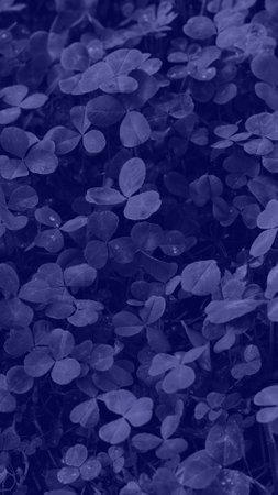 Very peri toned clover backdrop. Monochrome very peri clover with dew drops background. Trendy color 2022.の写真素材