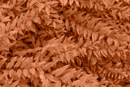 Peach Fuzz color leaf texture, nature monochrom background. Color of the year 2024の写真素材