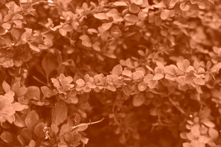 Peach Fuzz color leaf texture, nature monochrom background. Color of the year 2024
