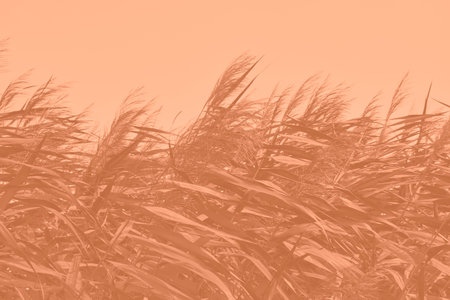 Peach Fuzz grasses with spikelets of beige color close-up. Abstract natural background of soft plants monochrome color 2024.の写真素材